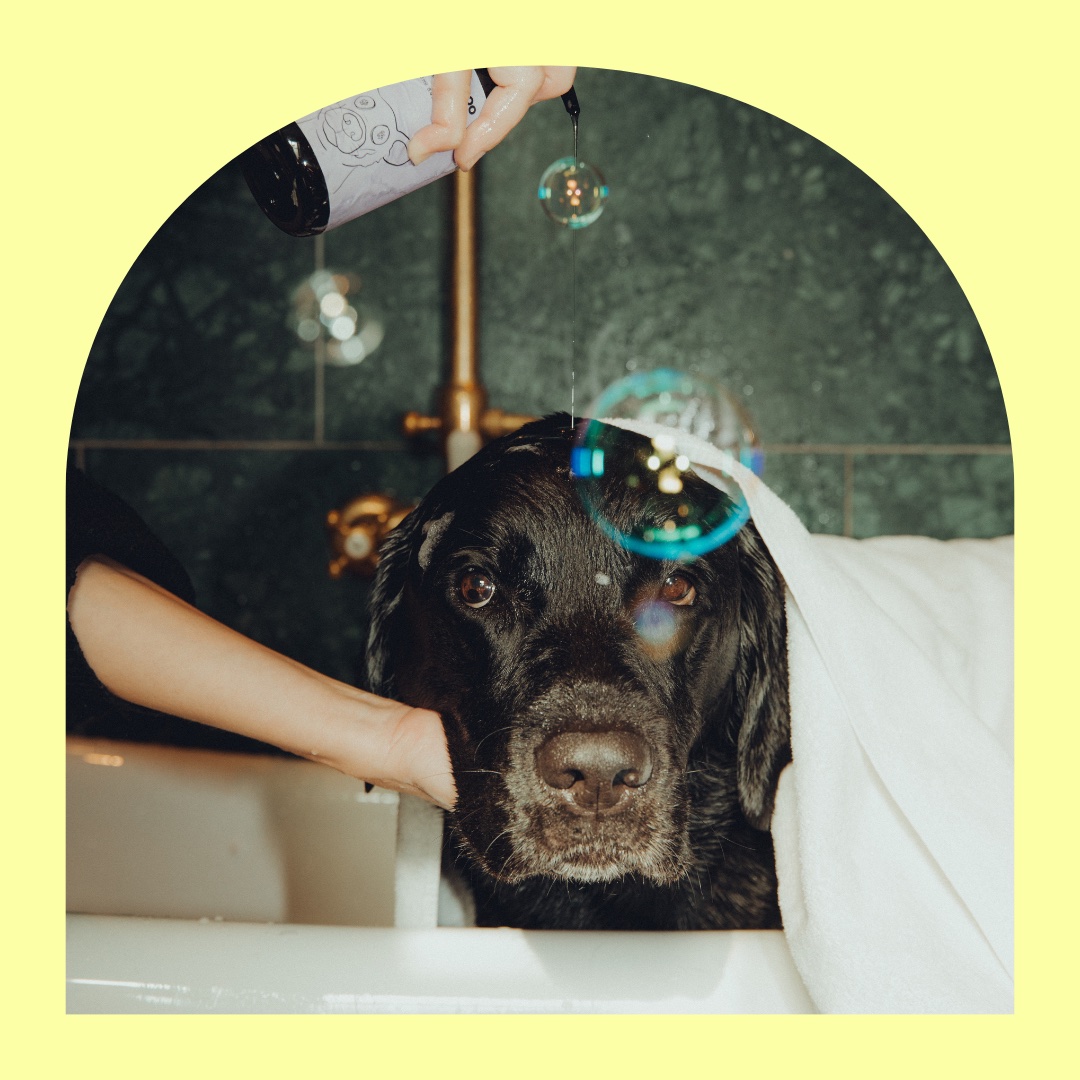 Photo post: Elvis in the bath under an arched frame on yellow
