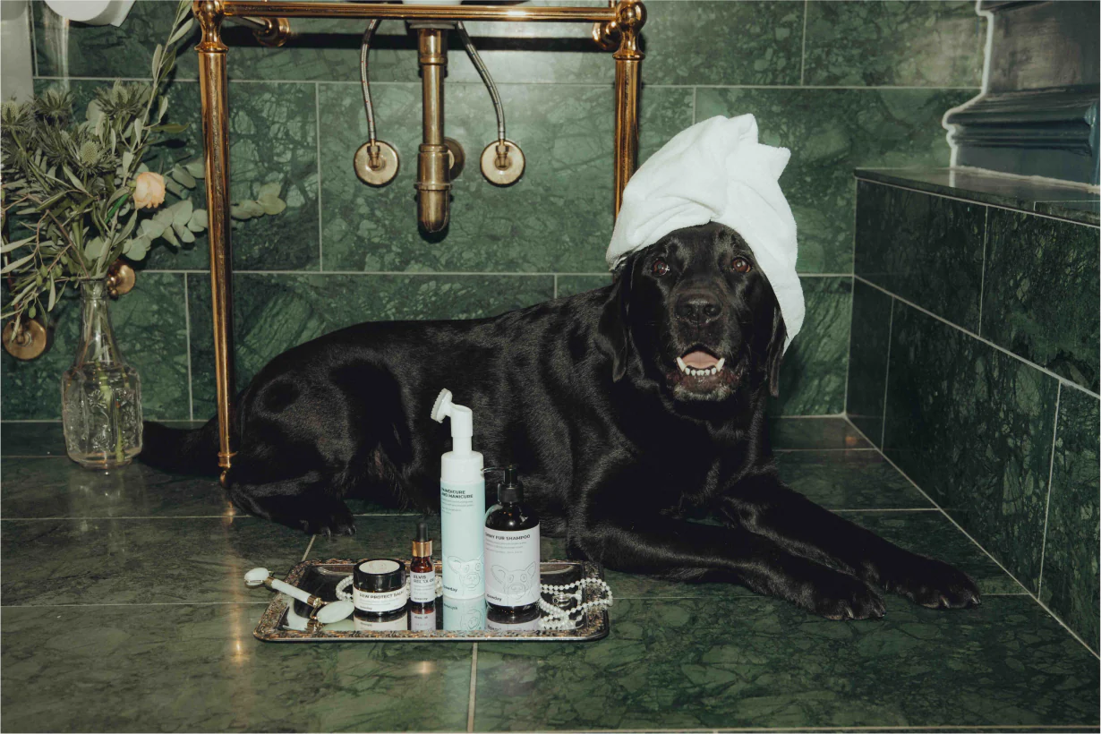 The same labrador on a green-marble floor with a white towel wrapped on his head, the Spawday products arranged on a tray beside him