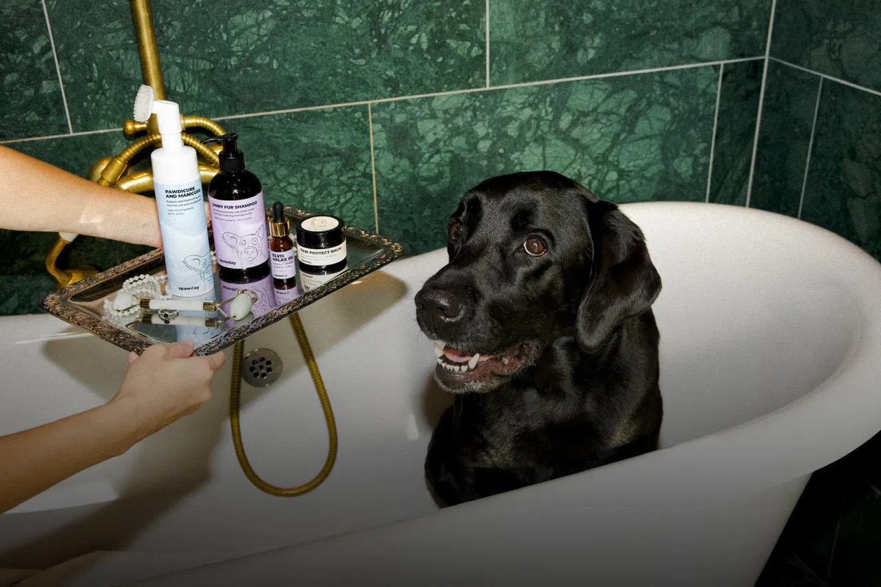 A black labrador sitting in a white bathtub against green marble tile, a hand offering a tray of Spawday products at the edge